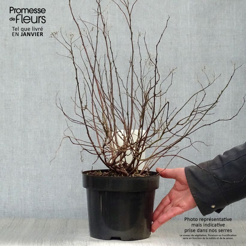 Spirea betulifolia Pink Sparkler Vaso da 2L/3L esemplare consegnato in inverno