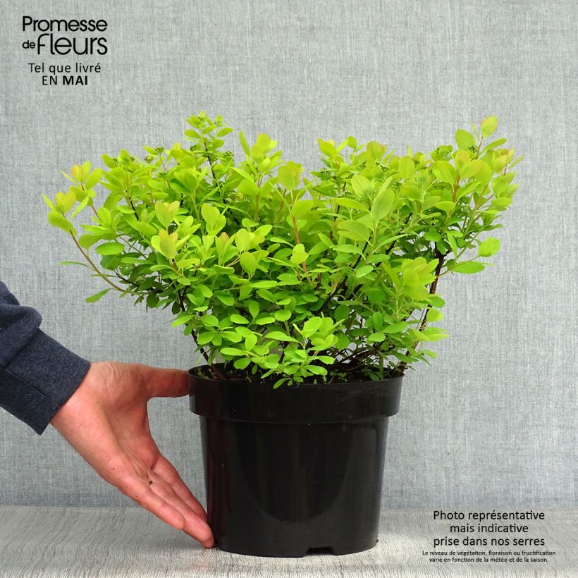 Spirea betulifolia Tor Gold Vaso da 3L/4L esemplare consegnato in primavera