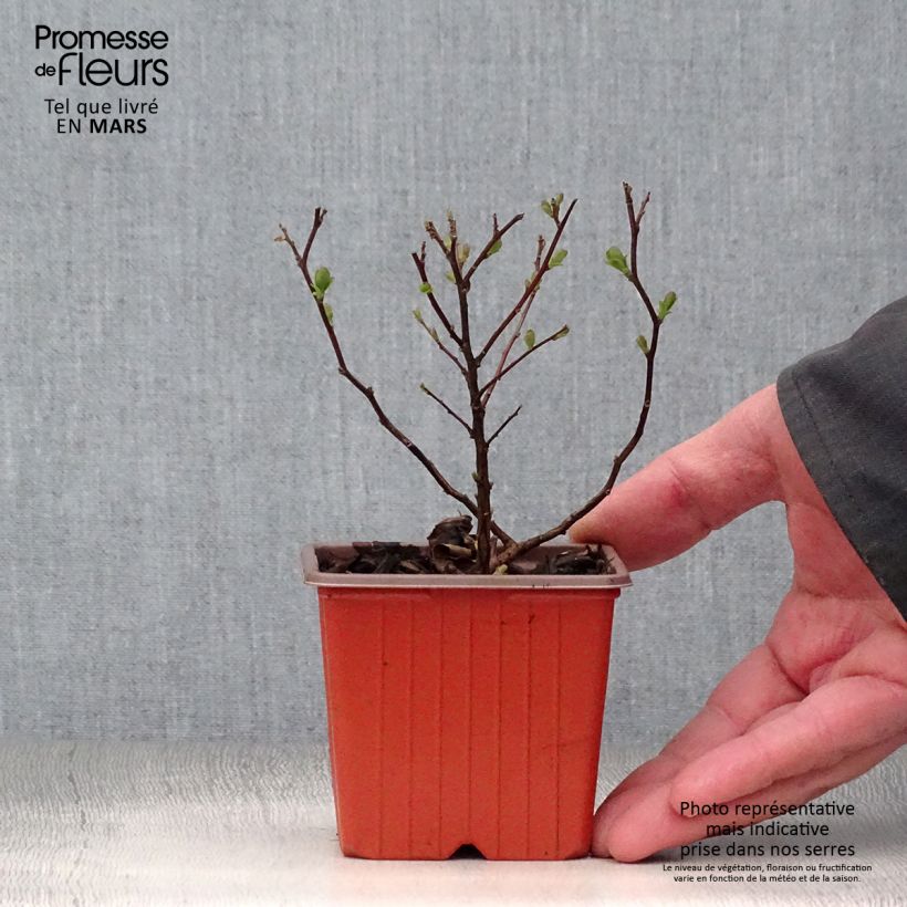 Spirea betulifolia Tor Vasetto da 8/9 cm esemplare consegnato in primavera