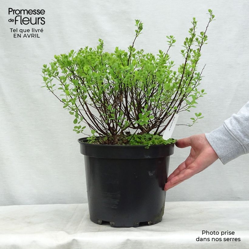 Spirea betulifolia Tor Vaso da 7,5L/10L esemplare consegnato in primavera