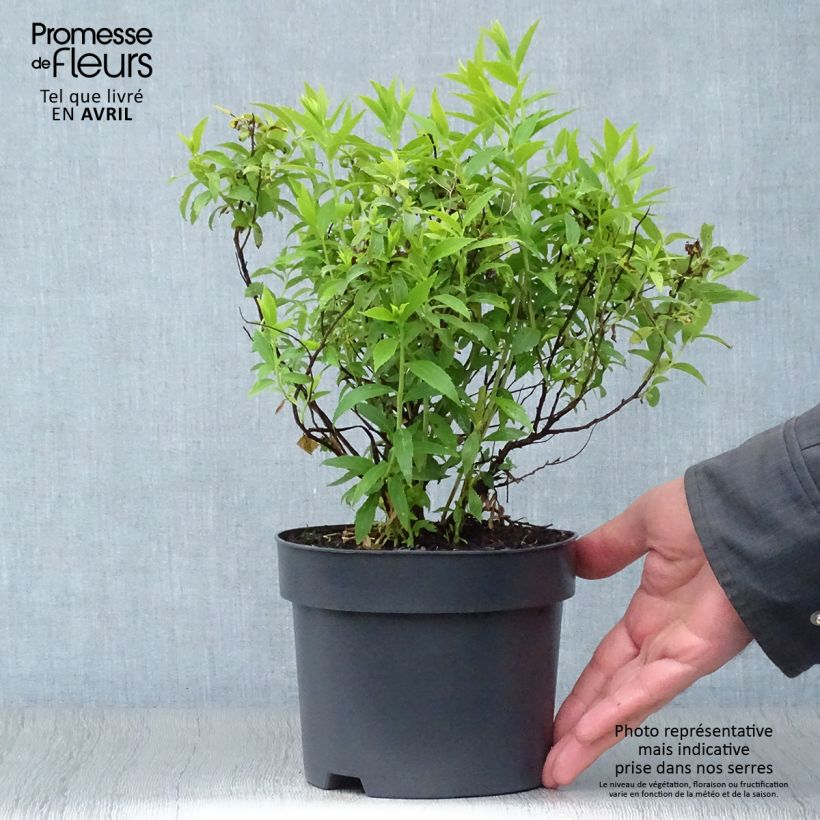 Spirea japonica Albiflora - Spirea del Giappone Vaso da 2L/3L esemplare consegnato in primavera