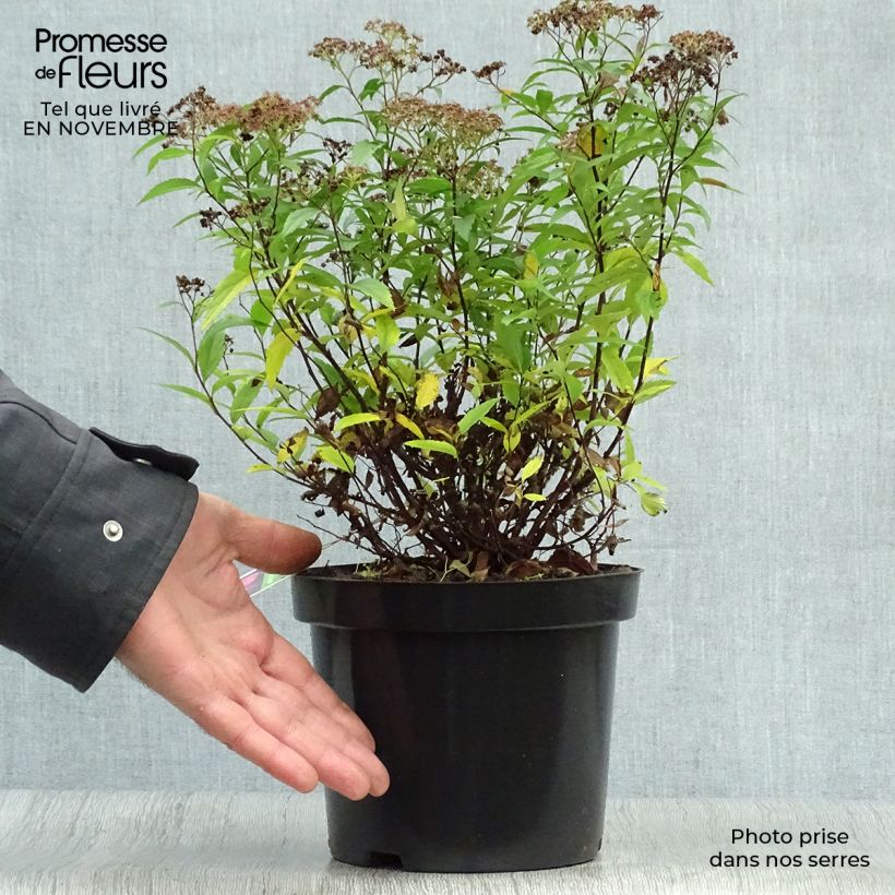 Esemplare di Spirea japonica Anthony Waterer - Spirea del Giappone Vaso da 3L/4L come consegnato in autunno
