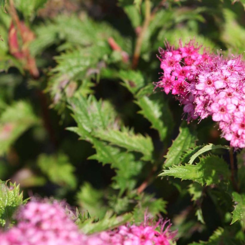 Spirea japonica Crispa - Spirea del Giappone (Fogliame)