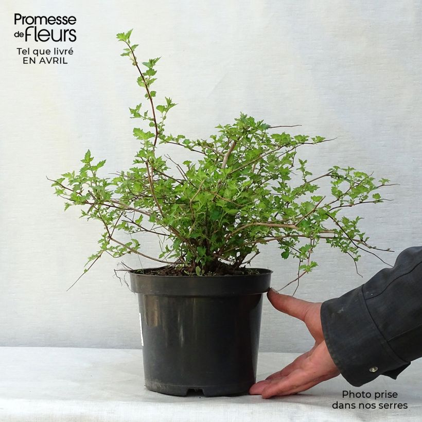 Spirea japonica Crispa - Spirea del Giappone Vaso da 1,5L/2L esemplare consegnato in primavera