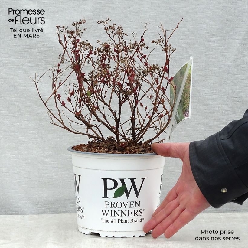 Spirea japonica Double Play Artist - Spirea del Giappone Vaso da 2L/3L esemplare consegnato in primavera