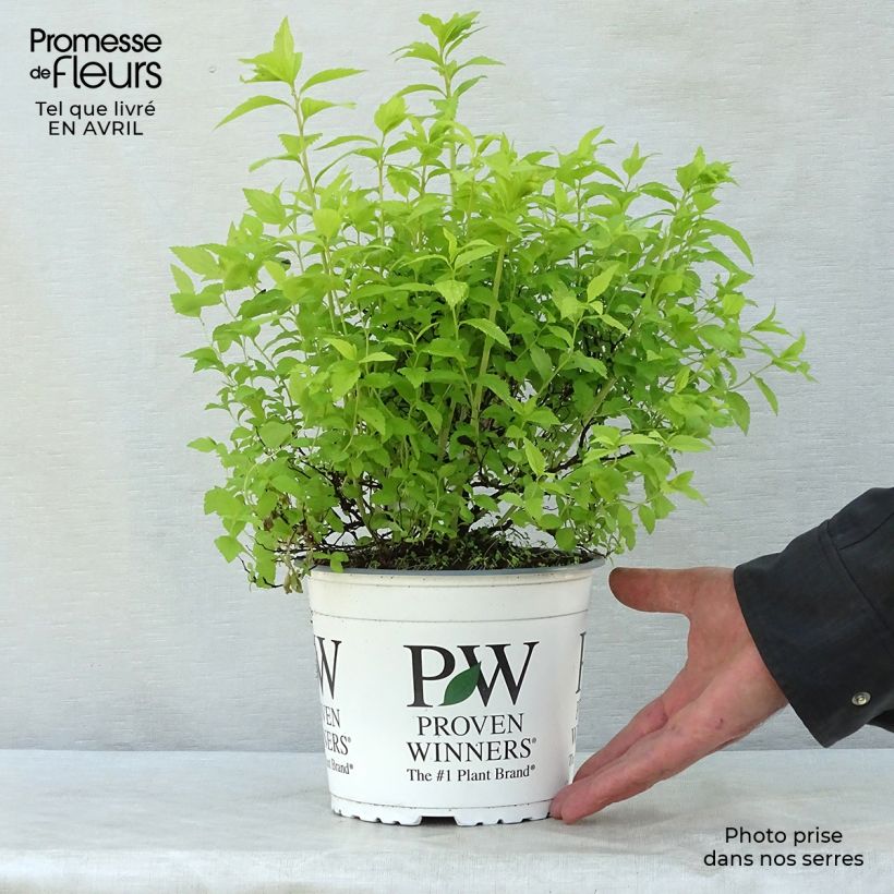 Spirea japonica Double Play Gold - Spirea del Giappone Vaso da 2L/3L esemplare consegnato in primavera