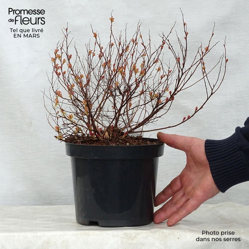 Spirea japonica Firelight - Spirea del Giappone Vaso da 3L/4L esemplare consegnato in primavera