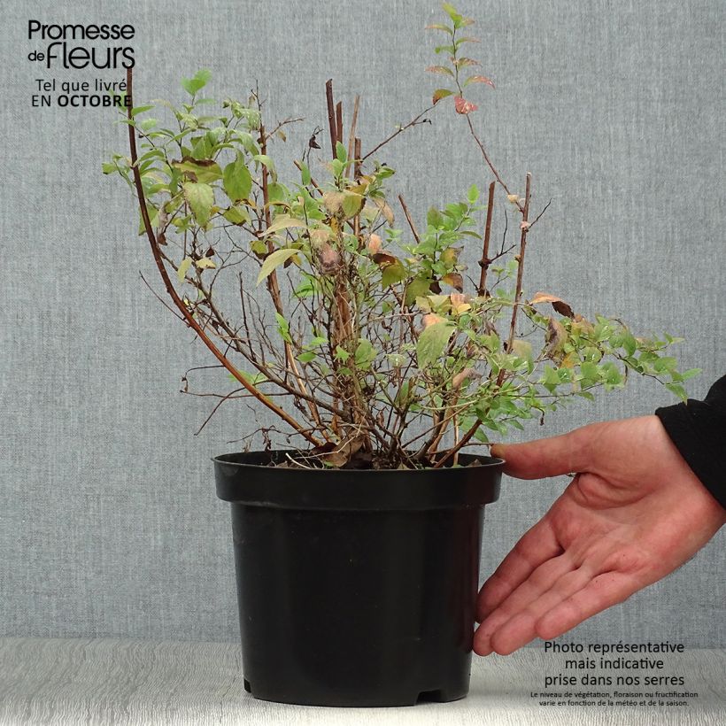 Esemplare di Spirea japonica Firelight - Spirea del Giappone Vaso da 3L/4L come consegnato in autunno