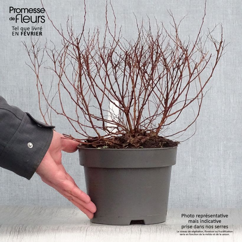 Spirea japonica Firelight - Spirea del Giappone Vaso da 3L/4L esemplare consegnato in inverno