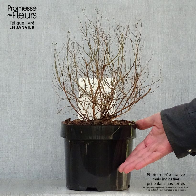 Spirea japonica Golden Princess - Spirea del Giappone Vaso da 2L/3L esemplare consegnato in inverno