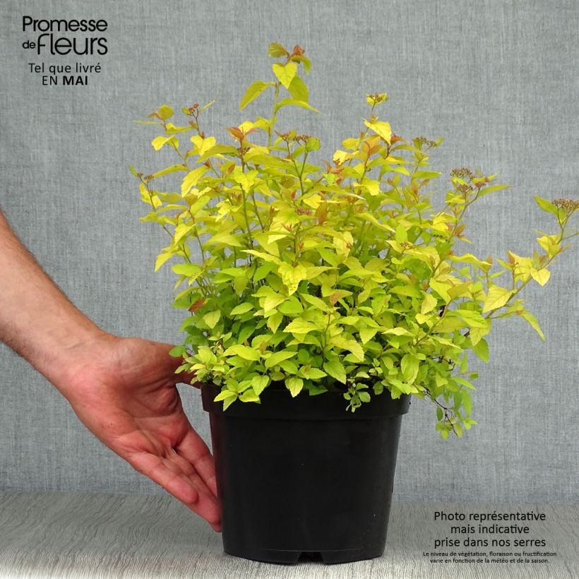 Spirea japonica Golden Princess - Spirea del Giappone Vaso da 2L/3L esemplare consegnato in primavera