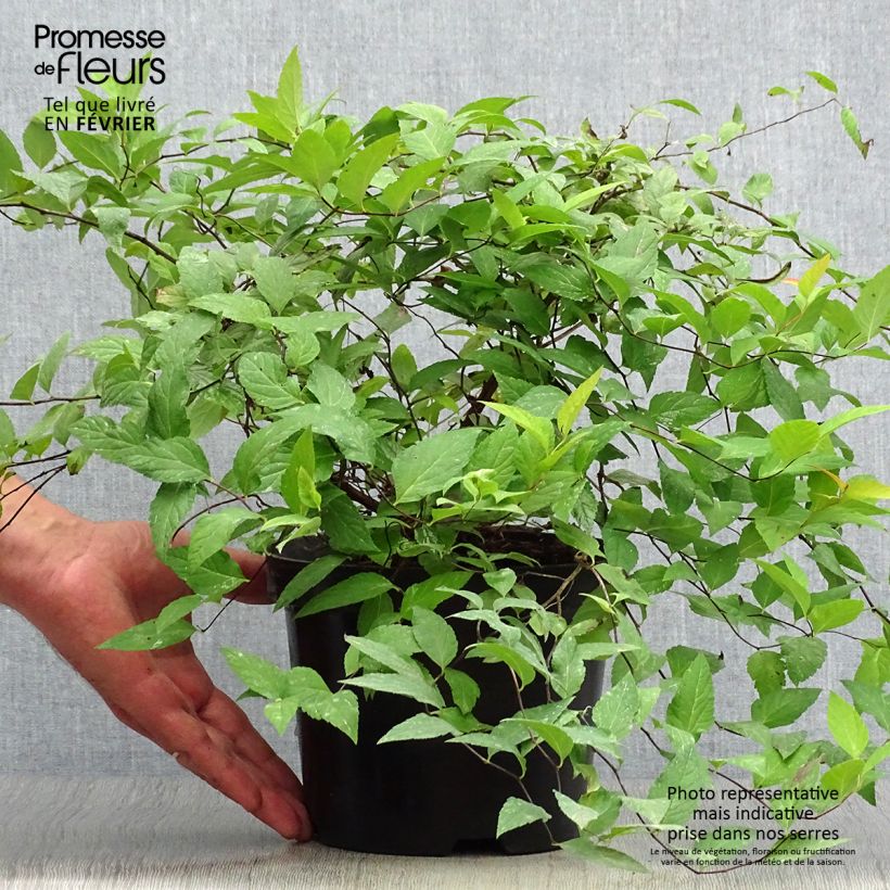 Esemplare di Spirea japonica Goldflame - Spirea del Giappone Vaso da 2L/3L come consegnato in autunno