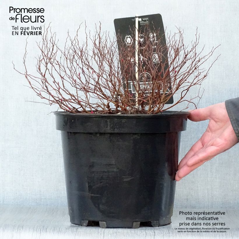 Spirea japonica Goldflame - Spirea del Giappone Vaso da 7,5L/10L esemplare consegnato in inverno