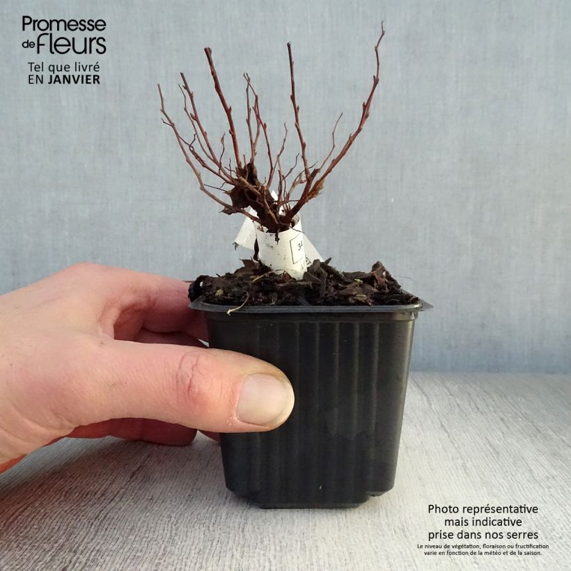 Spirea japonica Goldflame - Spirea del Giappone Vasetto da 8/9 cm esemplare consegnato in inverno