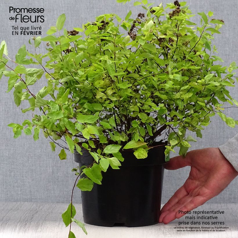 Esemplare di Spirea japonica Goldmound - Spirea del Giappone Vaso da 2L/3L come consegnato in autunno