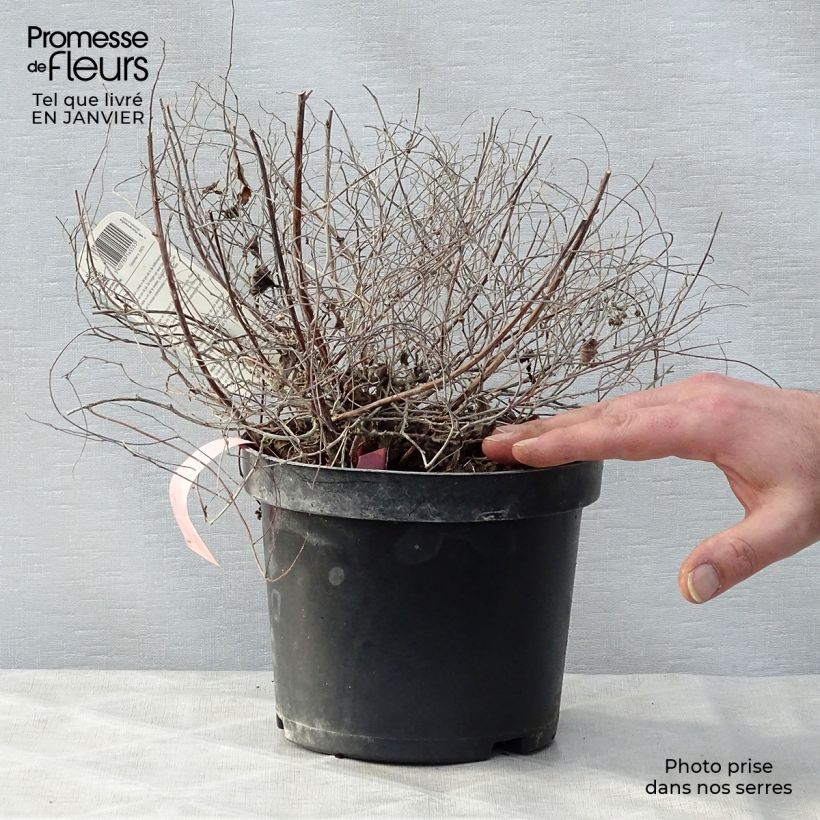 Spirea japonica Goldmound - Spirea del Giappone Vaso da 2L/3L esemplare consegnato in inverno