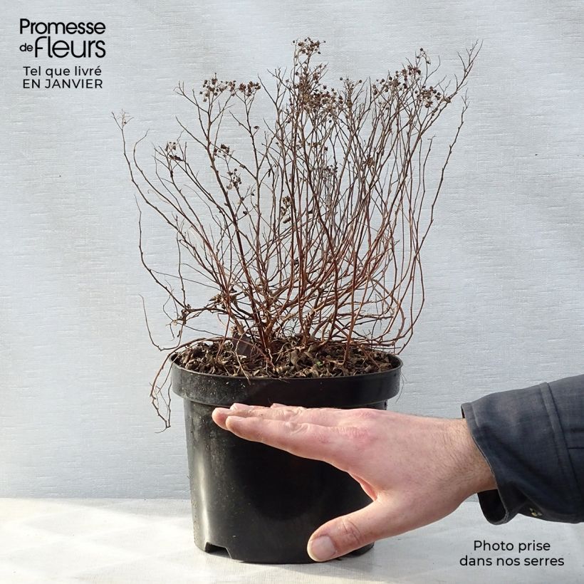 Spirea japonica Little Princess - Spirea del Giappone Vaso da 2L/3L esemplare consegnato in inverno