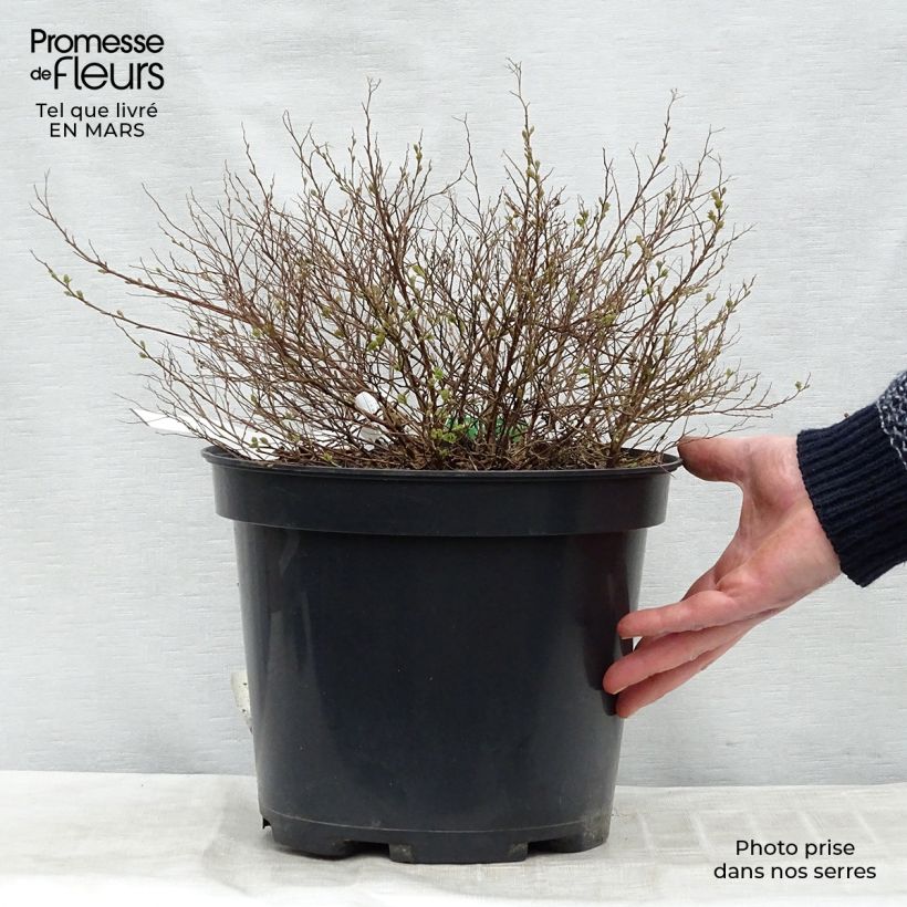 Spirea japonica Little Princess - Spirea del Giappone Vaso da 4L/5L esemplare consegnato in inverno