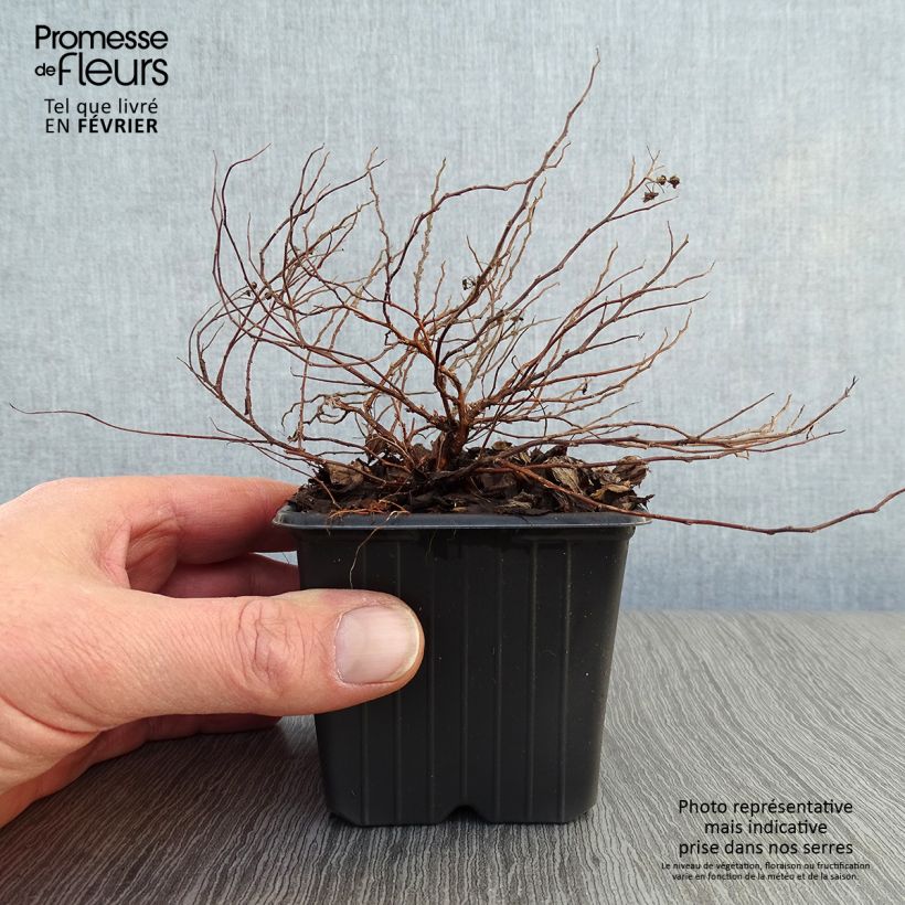 Spirea japonica Little Princess - Spirea del Giappone Vasetto da 8/9 cm esemplare consegnato in inverno