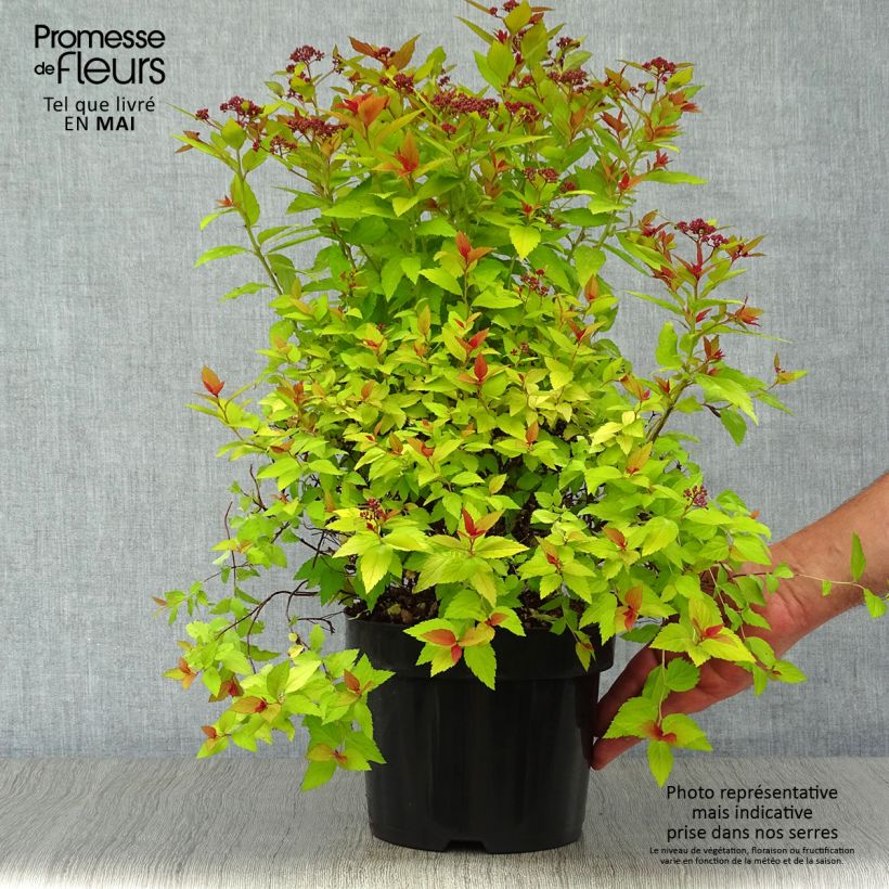 Spirea japonica Magic Carpet - Spirea del Giappone Vaso da 2L/3L esemplare consegnato in primavera