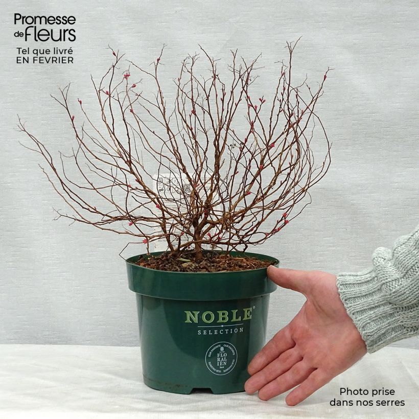 Spirea japonica Magic Carpet - Spirea del Giappone Vaso da 2L/3L esemplare consegnato in inverno