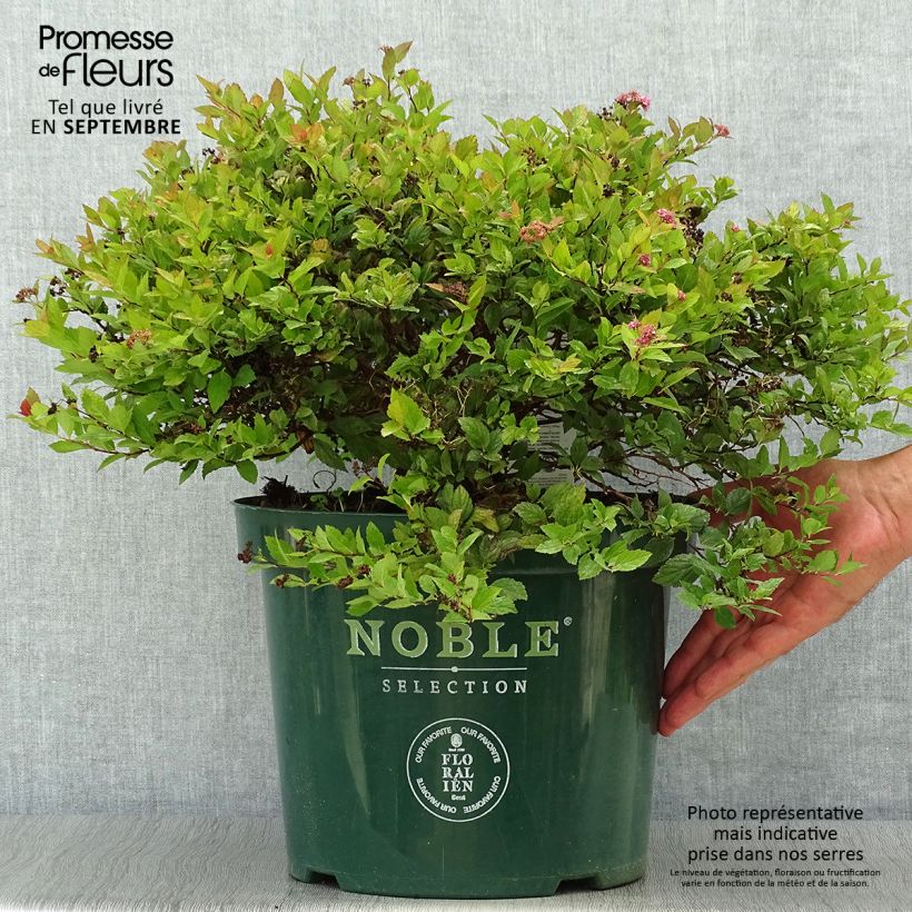 Esemplare di Spirea japonica Magic Carpet - Spirea del Giappone Vaso da 4L/5L come consegnato in autunno