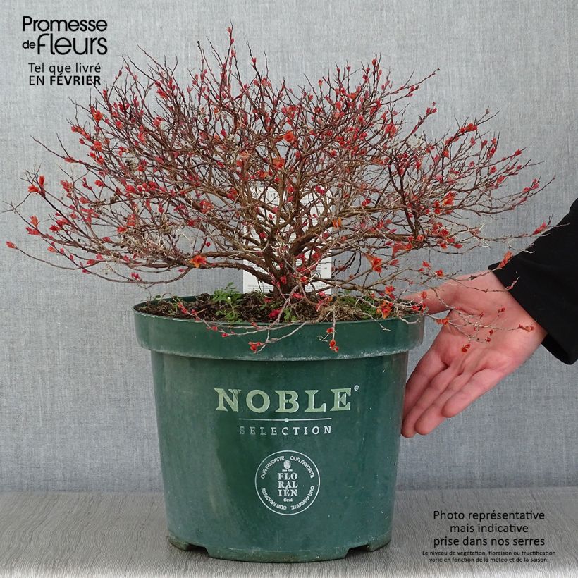 Spirea japonica Magic Carpet - Spirea del Giappone Vaso da 4L/5L esemplare consegnato in inverno