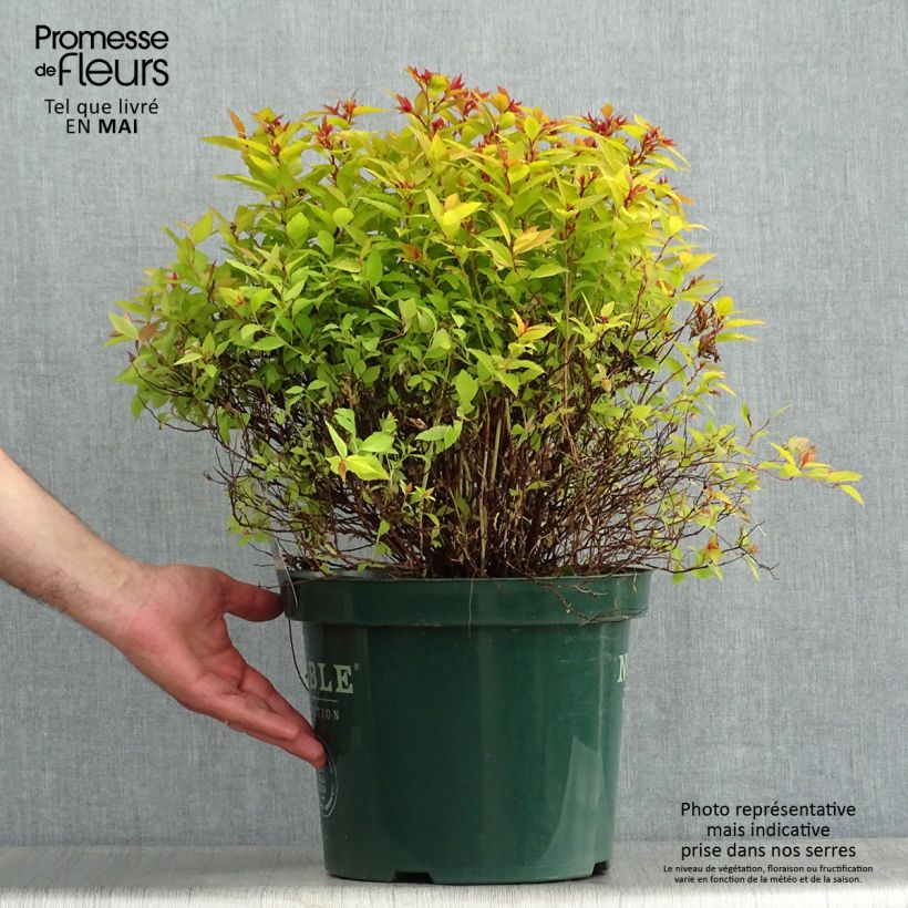 Spirea japonica Magic Carpet - Spirea del Giappone Vaso da 4L/5L esemplare consegnato in primavera