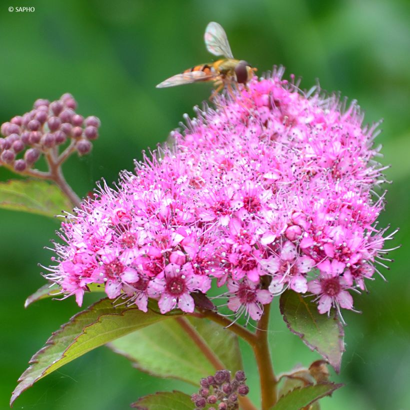 Spirea japonica Merlo Green - Spirea del Giappone (Fioritura)