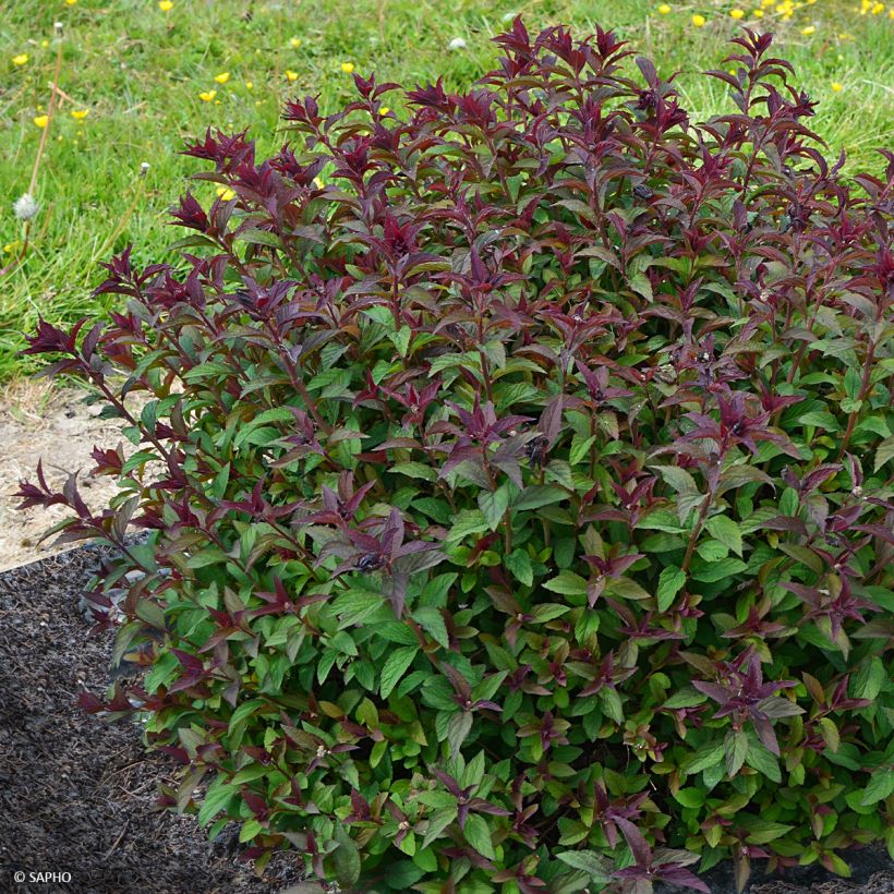 Spirea japonica Merlo Green - Spirea del Giappone (Porto)