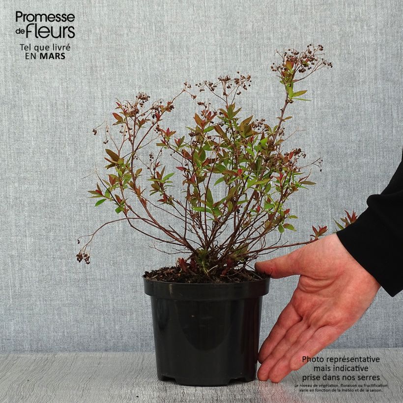 Spirea japonica Shirobana Genpei - Spirea del Giappone Vaso da 1L/1,5L esemplare consegnato in inverno