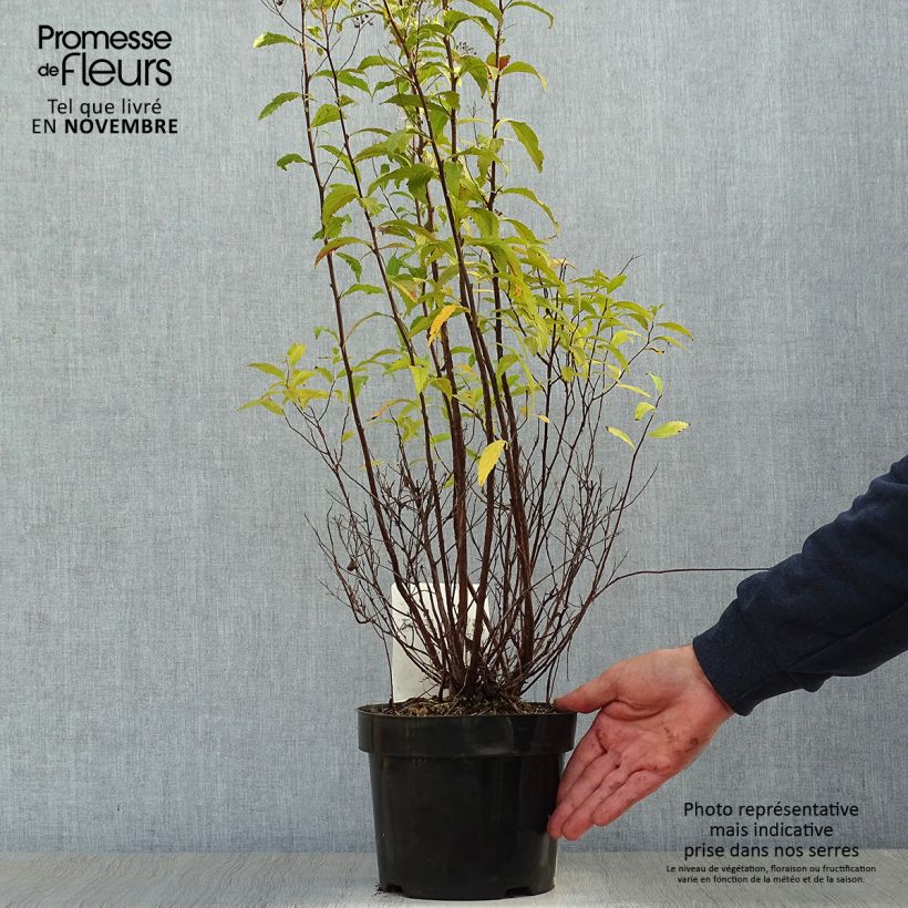 Esemplare di Spirea japonica Shirobana Genpei - Spirea del Giappone Vaso da 2L/3L come consegnato in autunno