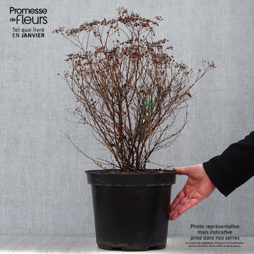 Spirea japonica Shirobana Genpei - Spirea del Giappone Vaso da 7,5L/10L esemplare consegnato in inverno