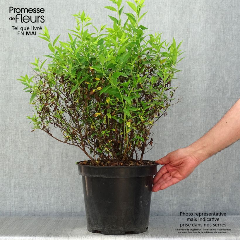 Spirea japonica Shirobana Genpei - Spirea del Giappone Vaso da 7,5L/10L esemplare consegnato in primavera