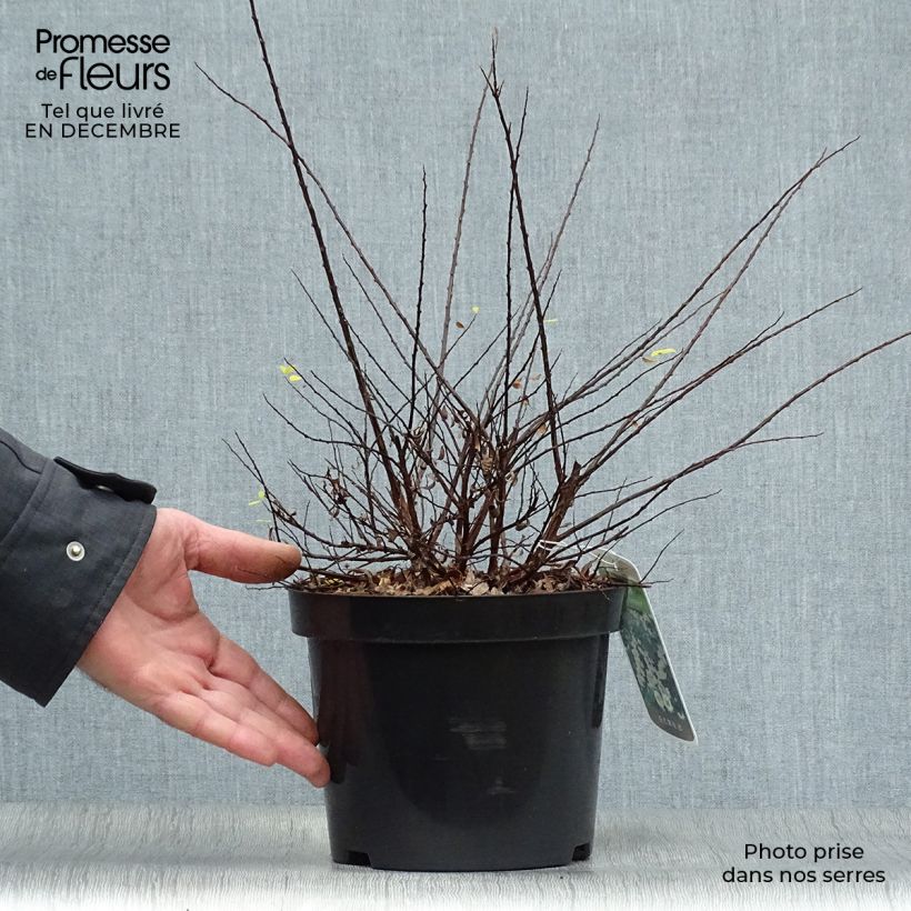 Spirea nipponica Snowmound Vaso da 3L/4L esemplare consegnato in inverno
