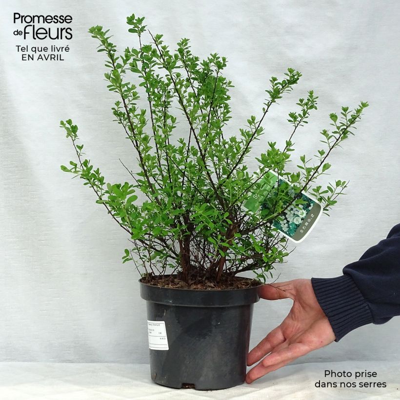 Spirea nipponica Snowmound Vaso da 3L/4L esemplare consegnato in primavera