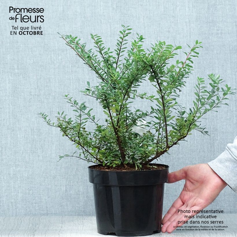 Esemplare di Spirea nipponica Snowmound Vaso da 3L/4L come consegnato in autunno