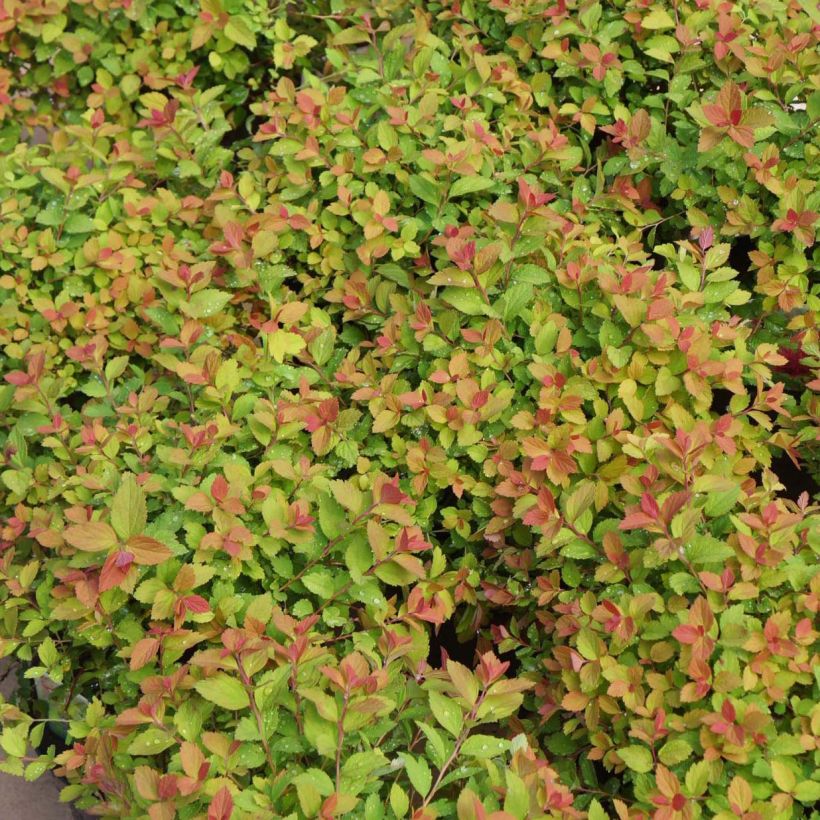 Spirea japonica Sparkling Champagne - Spirea del Giappone (Fogliame)