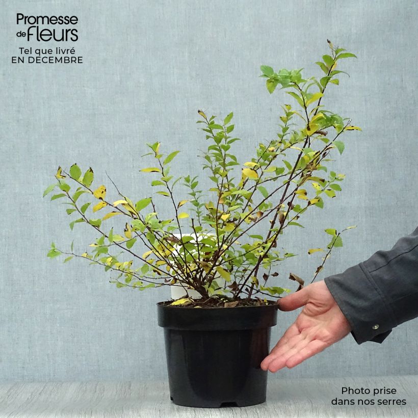 Spirea japonica Sparkling Champagne - Spirea del Giappone Vaso da 3L/4L esemplare consegnato in inverno