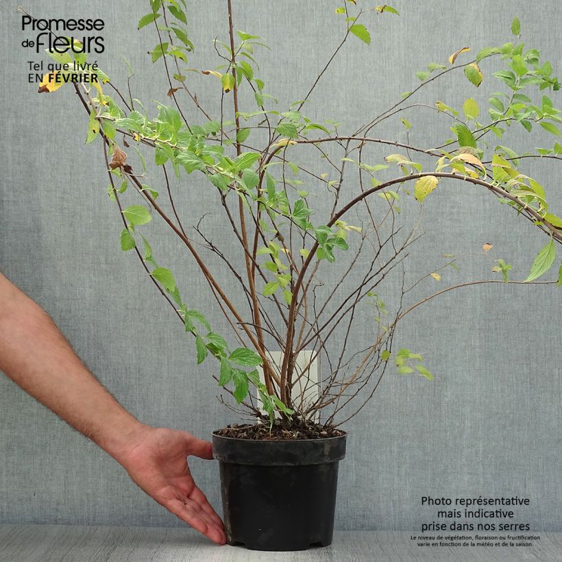 Esemplare di Spirea japonica Sparkling Champagne - Spirea del Giappone Vaso da 3L/4L come consegnato in autunno