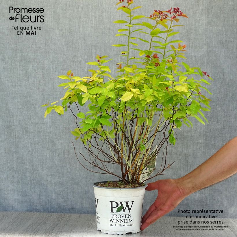 Spirea japonica Double Play Big Bang Tracy - Spirea del Giappone Vaso da 2L/3L esemplare consegnato in primavera