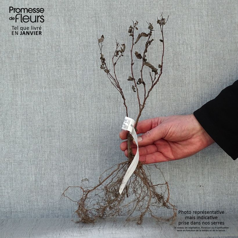 Spirea japonica Froebelii - Spirea del Giappone Piante piccole a radice nuda esemplare consegnato in inverno