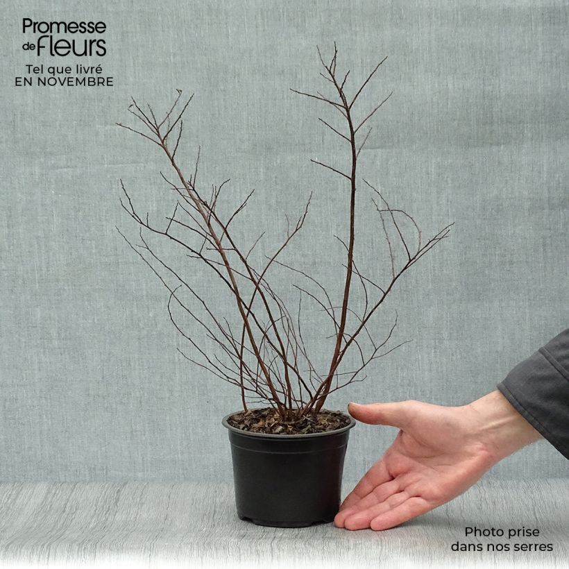 Esemplare di Spirea nipponica Halwards Silver Vaso da 1L/1,5L come consegnato in autunno