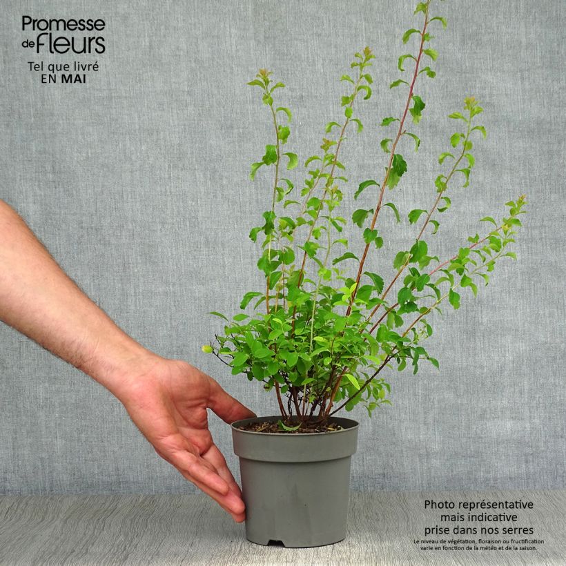 Spirea nipponica Halwards Silver Vaso da 1L/1,5L esemplare consegnato in primavera