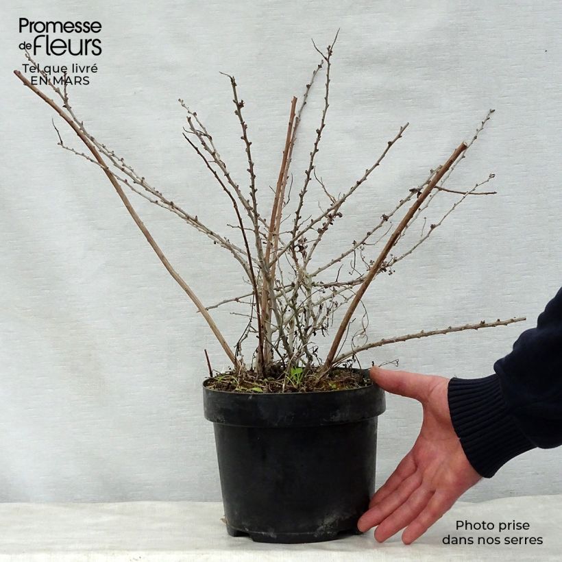 Spirea nipponica White Carpet Vaso da 3L/4L esemplare consegnato in primavera