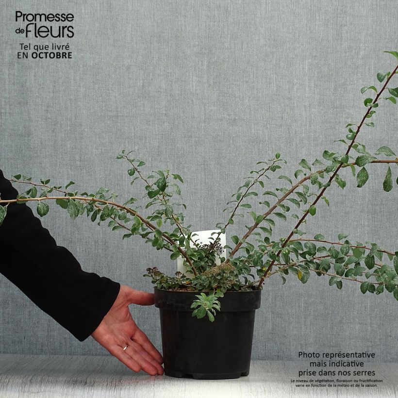 Esemplare di Spirea nipponica White Carpet Vaso da 3L/4L come consegnato in autunno