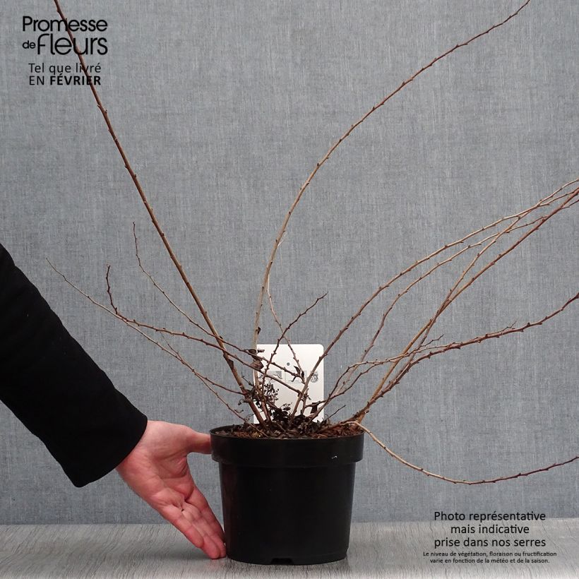 Spirea nipponica White Carpet Vaso da 3L/4L esemplare consegnato in inverno