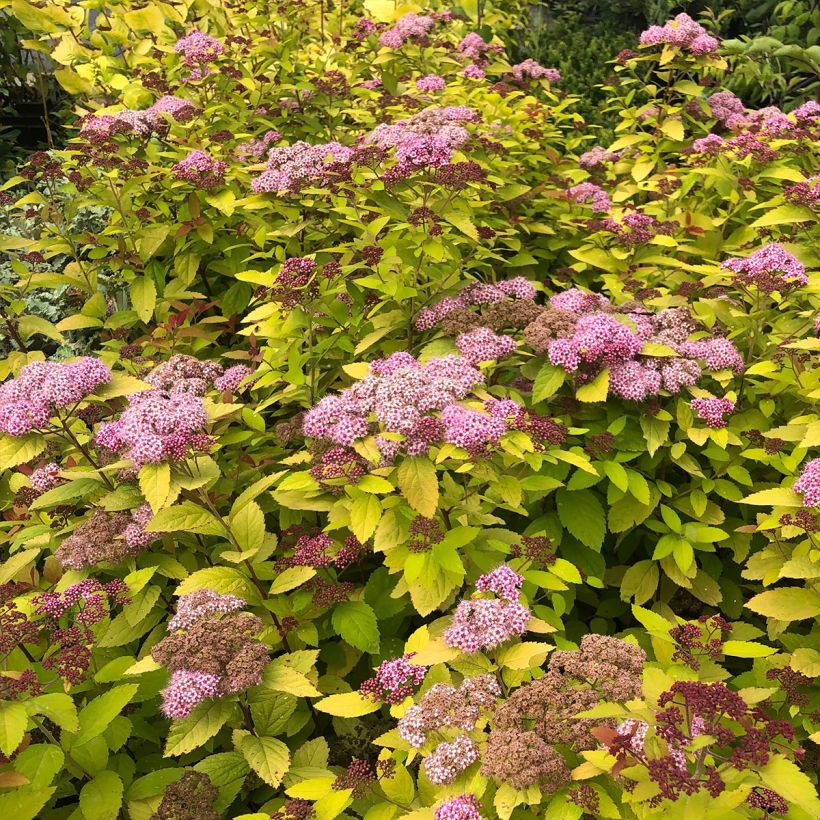 Spirea japonica Double Play Big Bang Tracy - Spirea del Giappone (Porto)