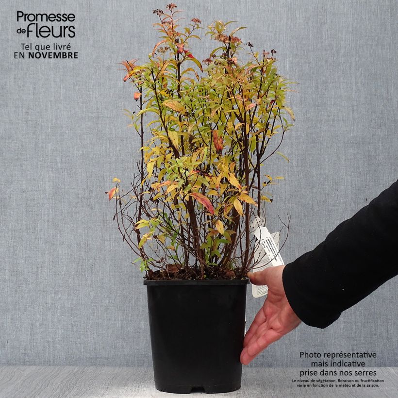 Esemplare di Spirea japonica Anthony Waterer - Spirea del Giappone Vaso da 4L/5L come consegnato in autunno