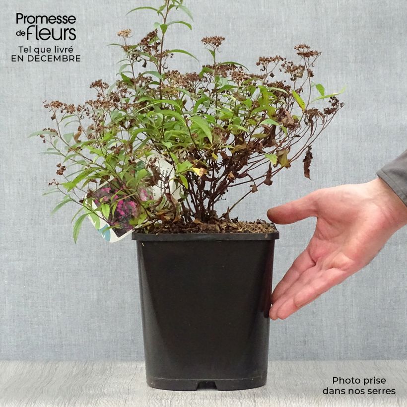 Spirea japonica Anthony Waterer - Spirea del Giappone Vaso da 4L/5L esemplare consegnato in inverno